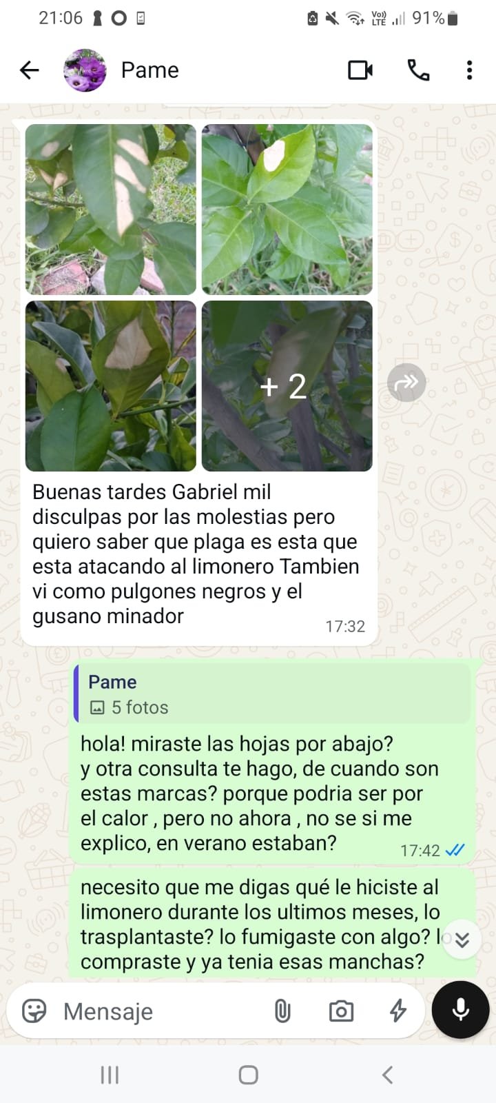 Captura de WhatsApp de una consulta real: una persona pregunta qu\u00e9 plaga ataca a su limonero y Gabriel responde pidiendo m\u00e1s detalles para diagnosticar el problema.